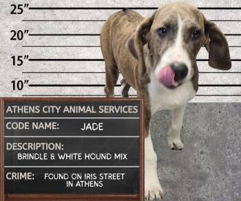 JADE -  Hound and Pit Bull Terrier Dog for Adoption in Athens, Alabama - JADE | PetCurious