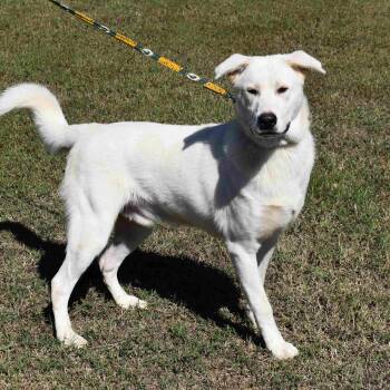 Rescue Mixed Breed Dogs for Adoption in Searcy, Arkansas - Casper | PetCurious