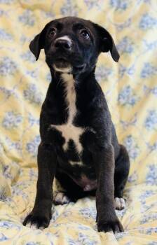 Atticus -  Mixed Breed Dog for Adoption in Rogers, Arkansas - Atticus | PetCurious