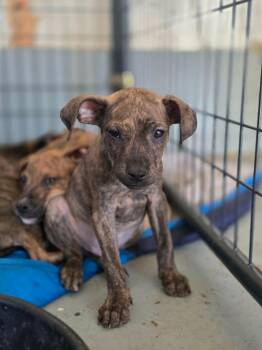 Pit Bull Terrier and Chihuahua Dogs Available for Adoption in Peru, New York - Owen **COURTESY LISTING** | PetCurious