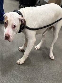 Pit Bull Terrier Dogs Available for Adoption - JULIE | PetCurious