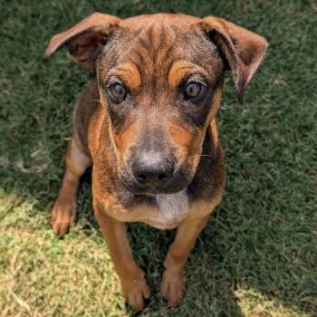 Cowboy -  Australian Cattle Dog Blue Heeler and Boston Terrier Dog for Adoption in Krum, Texas - Cowboy | PetCurious