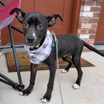 Batts -  Terrier Dog for Adoption in Copiague, New York - Batts | PetCurious