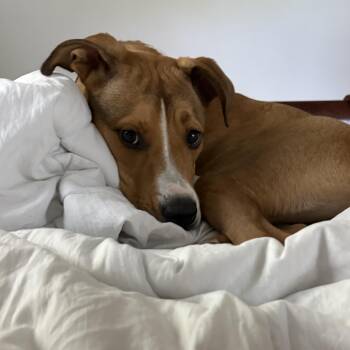 Eli -  Carolina Dog Dog for Adoption in Houston, Texas - Eli | PetCurious
