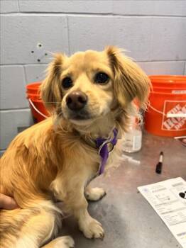 *FLOUNDER -  Cavalier King Charles Spaniel and Chihuahua Dog for Adoption in Woodland, California - *FLOUNDER | PetCurious