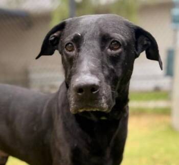 BOSCO -  Labrador Retriever Dog for Adoption in Sugar Land, Texas - BOSCO | PetCurious
