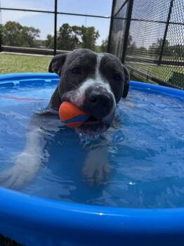 Delgado -  Pit Bull Terrier Dog for Adoption in Kansas City, Missouri - Delgado | PetCurious