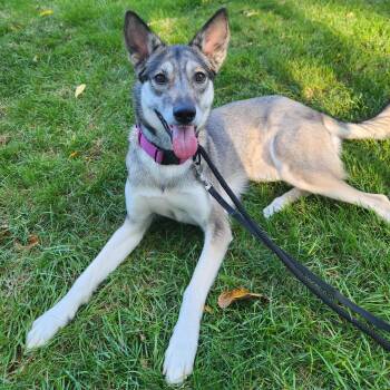 Rescue Husky and German Shepherd Dog Dogs for Adoption in St. Catharines, Ontario - Ella | PetCurious