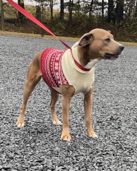 Rescue Boxer Dogs for Adoption in Paramus, New Jersey - Harper | PetCurious