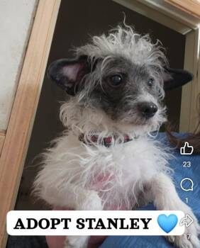 Rescue Mixed Breed Dogs for Adoption - Stanley | PetCurious