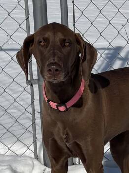 Mixed Breed Dogs Available for Adoption - Mocha | PetCurious