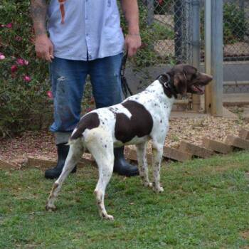 German Shorthaired Pointer Dogs Available for Adoption in Jackson, Louisiana - John Wayne | PetCurious