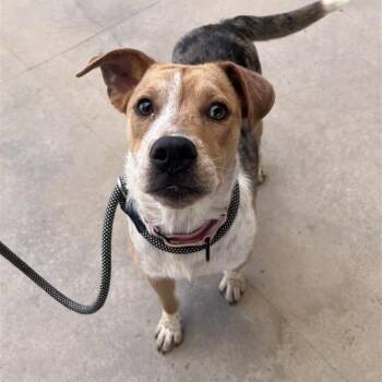 Honey -  Mixed Breed Dog for Adoption in Bentonville, Arkansas - Honey | PetCurious