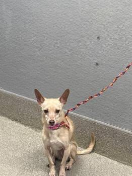 SYKE -  Chihuahua Dog for Adoption in Las Vegas, Nevada - SYKE | PetCurious