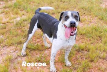 Roscoe -  American Bully Dog for Adoption in Nocona, Texas - Roscoe | PetCurious