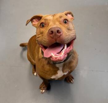 Rescue Pit Bull Terrier Dogs for Adoption in Winter Haven, Florida - Flaco | PetCurious