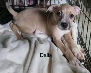 Rescue Mixed Breed Dogs for Adoption in Severance, Colorado - Dalian | PetCurious