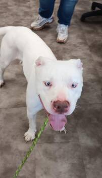American Bulldog and Pit Bull Terrier Dogs Available for Adoption in Springfield, Ohio - Dozer | PetCurious