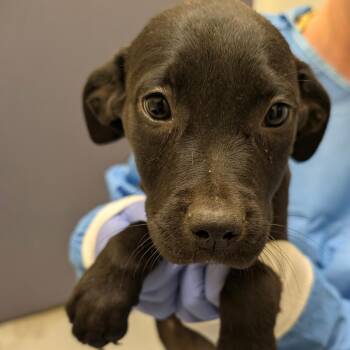 Bumper Car -  Black Labrador Retriever and Mixed Breed Dog for Adoption in Charlottesville, Virginia - Bumper Car | PetCurious