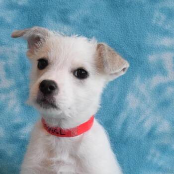 Terrier and Labrador Retriever Dogs Available for Adoption - *Greenway Female 2* | PetCurious