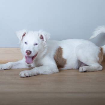 Australian Shepherd and Flat Coated Retriever Dogs Available for Adoption - Olaf D67824 | PetCurious