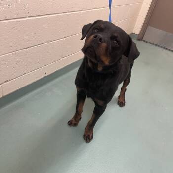 Rescue Mixed Breed Dogs for Adoption in Memphis, Tennessee - Pickett | PetCurious