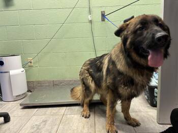 German Shepherd Dog and Mixed Breed Dogs Available for Adoption in Grand Prairie, Texas - WOOLY BEAR | PetCurious