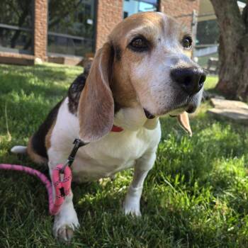 Madeline -  Beagle Dog for Adoption in Nashville, Tennessee - Madeline | PetCurious