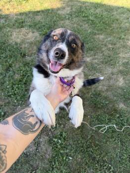 Albert -  Mixed Breed Dog for Adoption in Sioux Falls, South Dakota - Albert | PetCurious