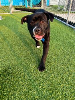 Tank -  American Staffordshire Terrier and Mixed Breed Dog for Adoption in Cedar Rapids, Iowa - Tank | PetCurious