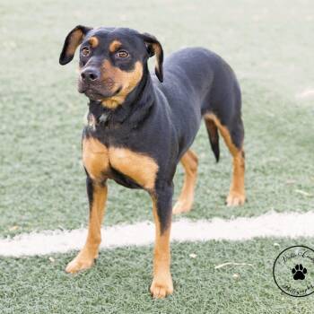 Astrea -  Rottweiler and Mixed Breed Dog for Adoption in Abilene, Texas - Astrea | PetCurious