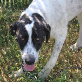 Trinity -  Great Pyrenees and Labrador Retriever Dog for Adoption in Hattiesburg, Mississippi - Trinity | PetCurious