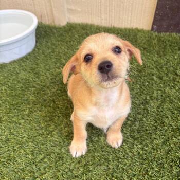 Yogi 9563 -  Terrier Dog for Adoption in Loxahatchee Groves, Florida - Yogi 9563 | PetCurious