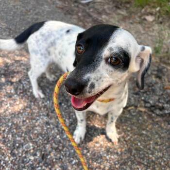 Kiana -  Dachshund Dog for Adoption in Caldwell, Texas - Kiana | PetCurious