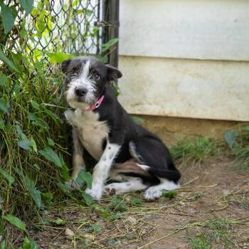 Earline -  Wirehaired Terrier and Mixed Breed Dog for Adoption in Pawling, New York - Earline | PetCurious