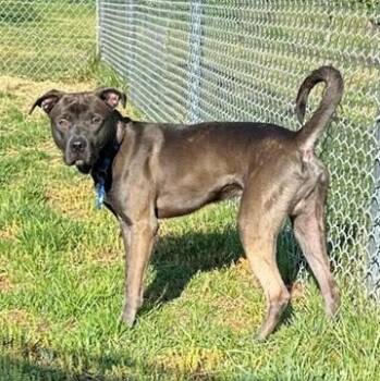 Pit Bull Terrier and Husky Dogs Available for Adoption in Manassas, Virginia - LJ (ID 51235/1379) | PetCurious