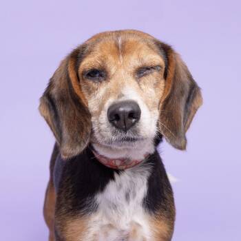 Strawberry Bagel -  Beagle Dog for Adoption in Franklin, Tennessee - Strawberry Bagel | PetCurious