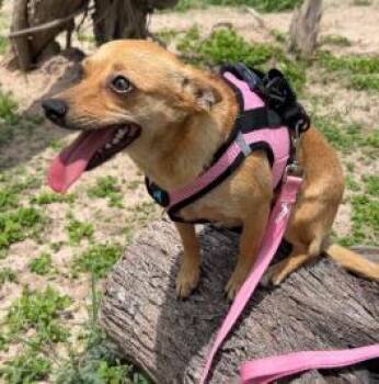 Mixed Breed Dogs Available for Adoption in West Chester, Pennsylvania - Niurka | PetCurious