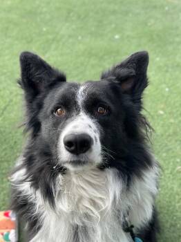 Rescue Border Collie Dogs for Adoption in Fruit Heights, Utah - Whiskey | PetCurious
