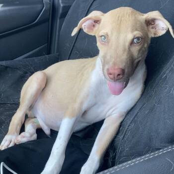 Zeke -  Labrador Retriever and Terrier Dog for Adoption in Escondido, California - Zeke | PetCurious