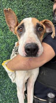 Rescue Great Dane and Mixed Breed Dogs for Adoption in El Paso, Texas - Mojo | PetCurious