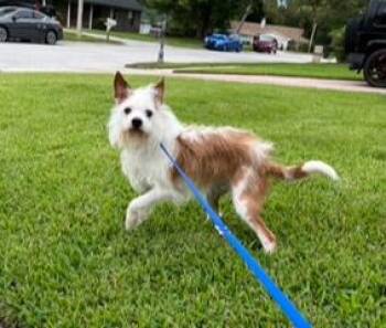Daisy -  Terrier Dog for Adoption in Wekiwa Springs, Florida - Daisy | PetCurious
