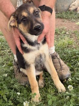 Shepherd and Husky Dogs Available for Adoption in Calera, Alabama - Andi | PetCurious