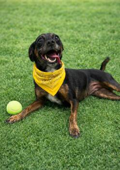 Rat Terrier Dogs Available for Adoption - Layla | PetCurious