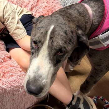 Lucy -  Great Dane Dog for Adoption in Little Rock, Arkansas - Lucy | PetCurious