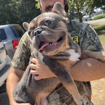 Hammy -  French Bulldog Dog for Adoption in Columbia, South Carolina - Hammy | PetCurious