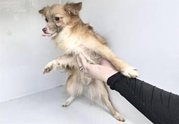 Chihuahua and Mixed Breed Dogs Available for Adoption in Houston, Texas - A653930 | PetCurious