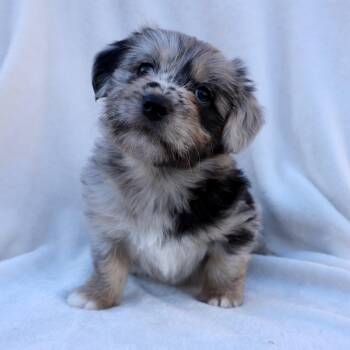 Australian Shepherd and Terrier Dogs Available for Adoption - Evan | PetCurious