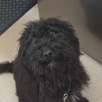 Buttons -  Poodle and Mixed Breed Dog for Adoption in Zanesville, Ohio - Buttons | PetCurious