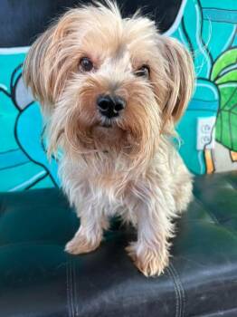 THEO -  Yorkshire Terrier Dog for Adoption in Vandergrift, Pennsylvania - THEO | PetCurious